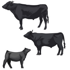 wagyu cow with various poses
