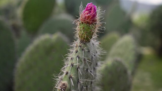 Slow motion close-up of pink flower cactus cacti plant with thorns spines spikes vegetation garden at Mitla ruins palace in Oaxcaca Mexico desert Central America nature