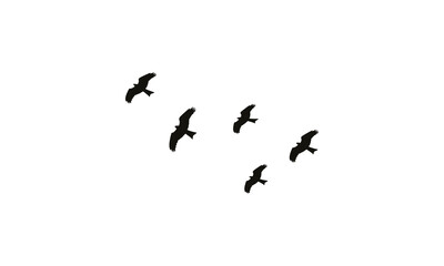 Flying Birds Vector Illustration Collection. 