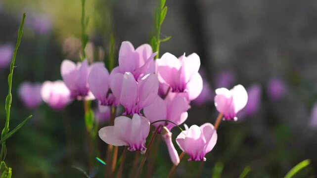 Pink Ciclamen wildflowers sway in the wind close up
