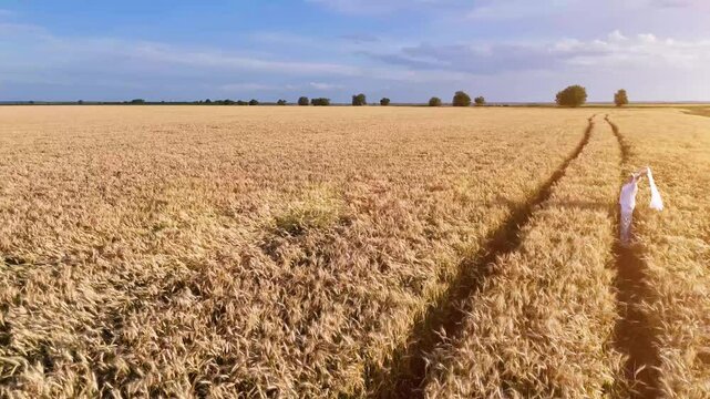 Girl in white dress walks and runs in field and wheat or cereal fields.