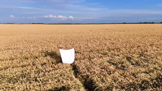 Girl in white dress walks and runs in field and wheat or cereal fields.