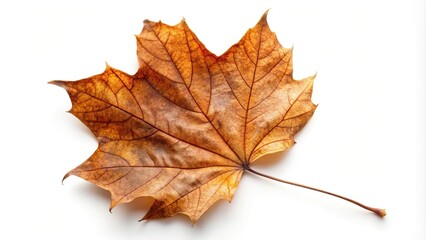 Fototapeta premium Dorsal side of dried brown autumn maple leaf isolated on white background