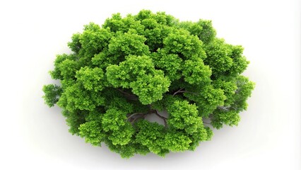 Obraz premium Lush green sycamore tree isolated on white background