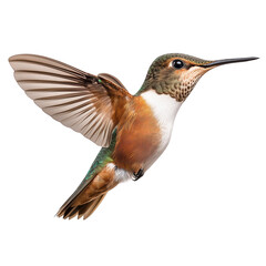 Fototapeta premium Colorful hummingbird in mid-flight, showcasing vibrant plumage isolated on transparent background.