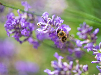 close-up of a bee collecting pollen in a lavender flower on green background