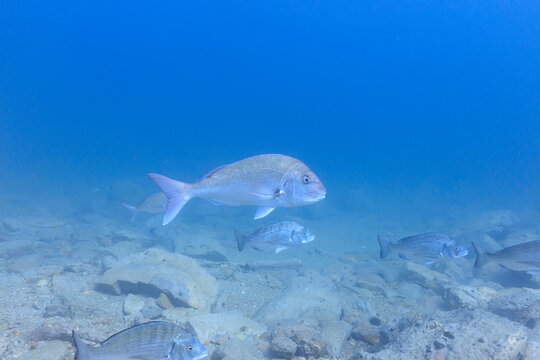 Sea creatures that live in Mutsu Bay: red sea bream, Black porgy, Multicolorfin rainbowfish, sea urchin