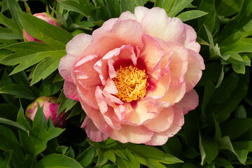 Paeoniaceae. Pale pink peony flower on the background of green leaves. Plant, background, fragment.