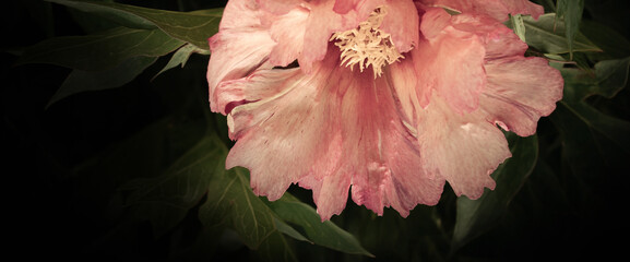 Paeoniaceae.  Fragment of peony flower in pastel shades with jagged edges of petals emerging from the shadows. Color, retro, plant, fragment. Horizontal background.