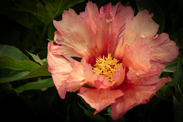 Paeoniaceae. Peony flower in pastel shades with frayed petal edges and yellow center against a background of green leaves emerging from the shadows. Plant, background, fragment.
