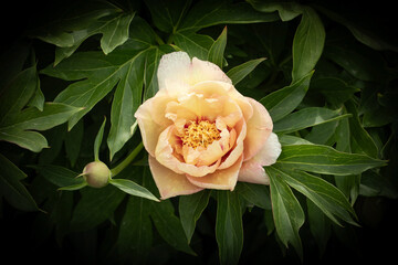 Paeoniaceae.  Peony flower in pale yellow and pink tones on a background of leaves, close-up, detail. Plant, background, wallpaper.