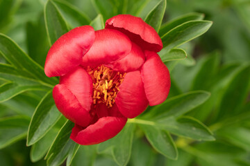 Paeoniaceae. Red peony flower on the background of leaves. Background, plant.