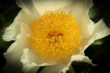 Paeoniaceae.  Peony flower with pale yellow petals and intense yellow center, close-up, detail. Plant, background, wallpaper.