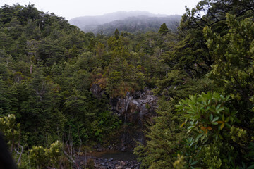 Bush scenery along the Waitonga Falls Track in Ruapehu