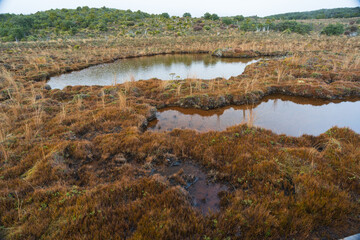 Marshes on Mt Ruapehu, New Zealand