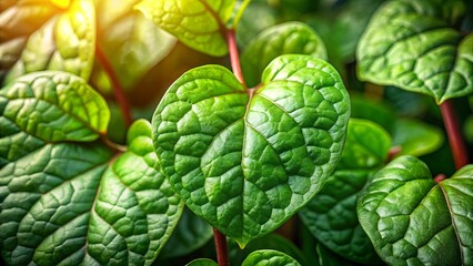 Fototapeta premium Intricate Veins of a Lush Green Leaf, Illuminating the Natural Beauty of a Vibrant Plant
