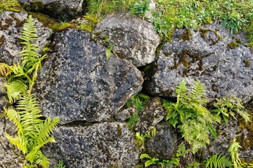 Mossy rocks with green ferns