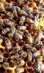 Honey Bees at the Hive: Nature's Sweet Harvest