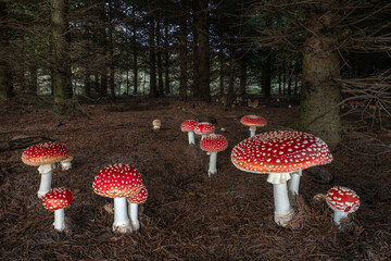 Many Fly agaric poisonous mushrooms (Amanita muscaria) in a forest