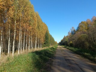 Road in forest in Siauliai county during sunny autumn day. Oak and birch tree woodland. Sunny day with white clouds in blue sky. Bushes are growing in woods. Sandy road. Nature. Fall season. Miskas.