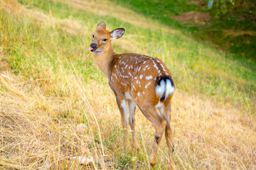 Beautiful sika deer in the autumn forest against the background of colorful foliage of trees. The deer looks to the sides and chews the grass. Fabulous forest autumn landscape with wild animals.