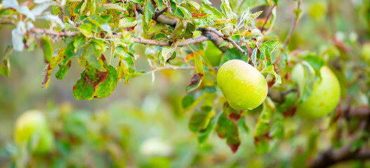Obraz premium Harvest of apples on a plantation in the garden. Fruit trees with apples. Ripe fruits on the branches of a tree. Gardening in agriculture.