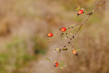 Red rosehip berries on branches. Romantic autumn still life with rose hips. A beautiful photo of a rose hip in a city park. Ripe rose hips hanging on the bush.