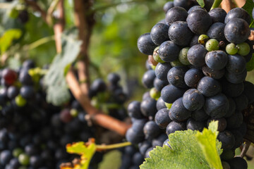 Vigne de la campagne Genevoise,