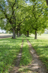 joli chemin de campagne sous l'allée  des beaux arbres