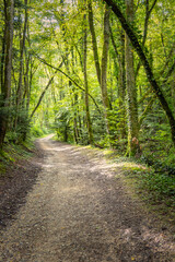 Obraz premium chemin dans la forêt