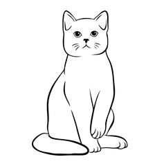 Fototapeta premium Kitty Cat