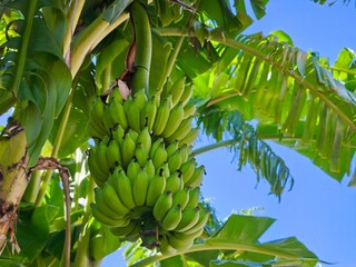 Vibrant green banana hanging in the tree © Agus