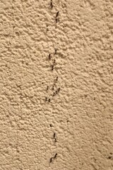 Line of ants. Group of ants crawling on the wall. Trail of ants isolated on a white background. Social insects, bugs. Insect, bug. Animals, animal