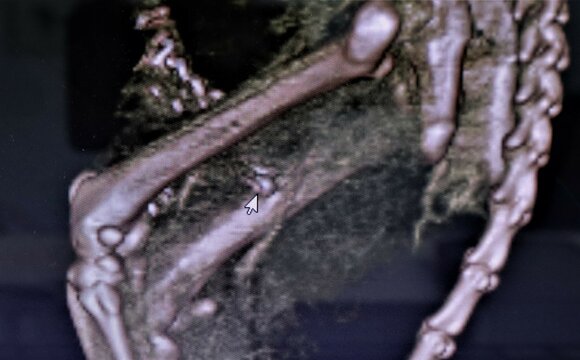 Oncologist, Pet veterinarian examines an MRI of a cat for a tumor and finds one. Note: This cat has had a mastectomy for cancer. Veterinary Medicine.