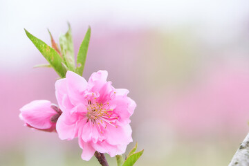 ふんわりとした一輪の桃の花（ハナモモ）のクローズアップ素材