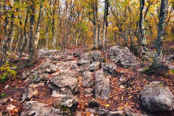 A rocky path through the autumn beech forest.
