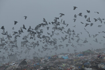 A flock of seagulls on the garbage dump