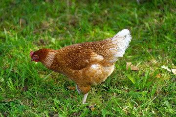 Fototapeta premium Close-up of brown and white colored chicken on meadow at farm at Swiss City of Zürich on a cloudy late summer day. Photo taken September 15th, 2023, Zurich, Switzerland.