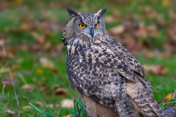 Eurasian Eagle Owl in Autumn