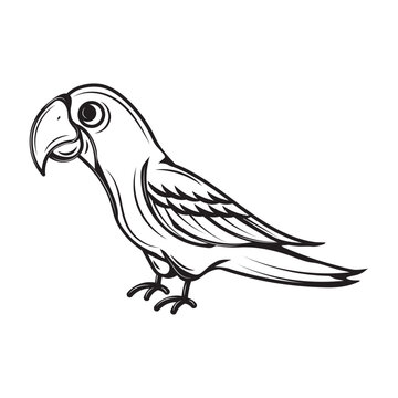 recommend clip art: Hand Drawn Line Art Parrot Illustration - 06