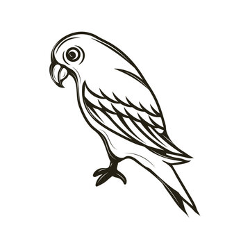 recommend clip art: Hand Drawn Line Art Parrot Illustration - 05