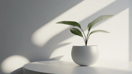 A small potted plant with green leaves sits on a white surface in a bright room. The plant is illuminated by natural light.