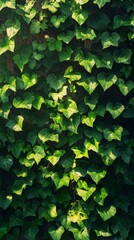 Lush Green Ivy Foliage Background