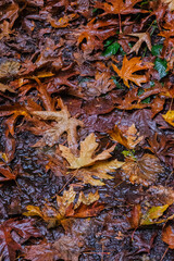 Wet maple leaves
