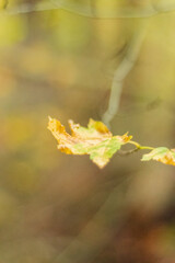 Wet Vine maple (Acer circinatum)