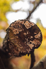 Mushroom on tree stump