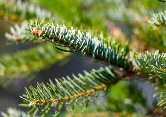 A close up of a green leafy branch of a tree