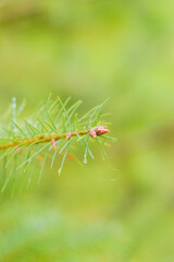 Douglas fir (Pseudotsuga menziesii)