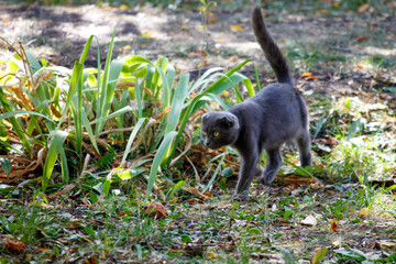 A grey cat is walking through a field of grass and leaves