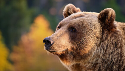 Close-Up of a Bear